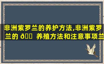 非洲紫罗兰的养护方法,非洲紫罗兰的 🐠 养殖方法和注意事项兰